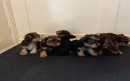Biewer Terrier dogs for sale: Stunning Biewer Terrier puppies - Image 1