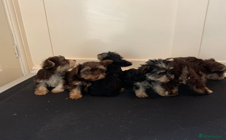 Biewer Terrier dogs - Advert 7
