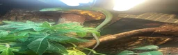 Lizard reptiles for sale: Green keel lizard full set up waterfal - Advert 2
