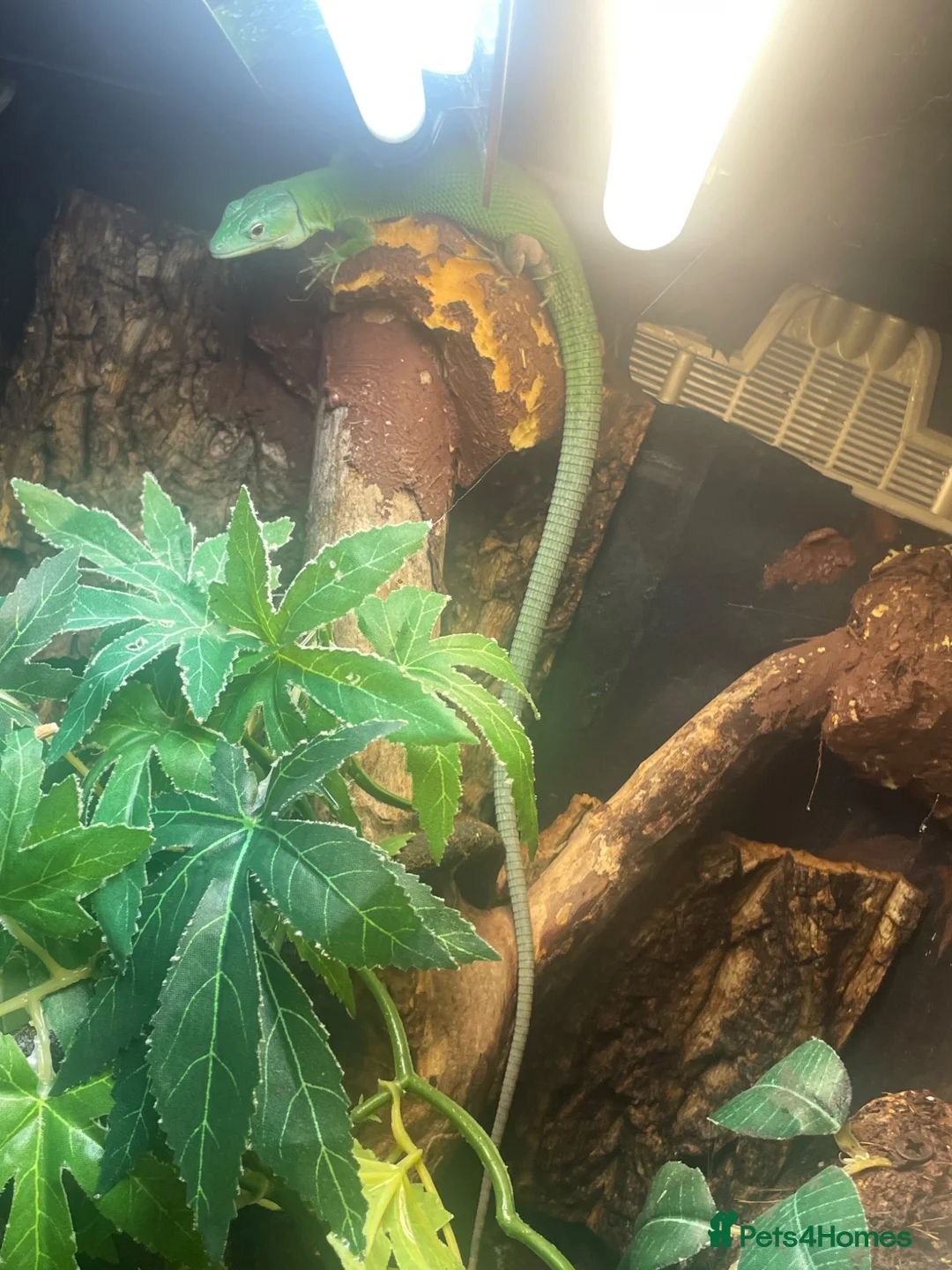 Lizard reptiles for sale: Green keel lizard full set up waterfal - Advert 2