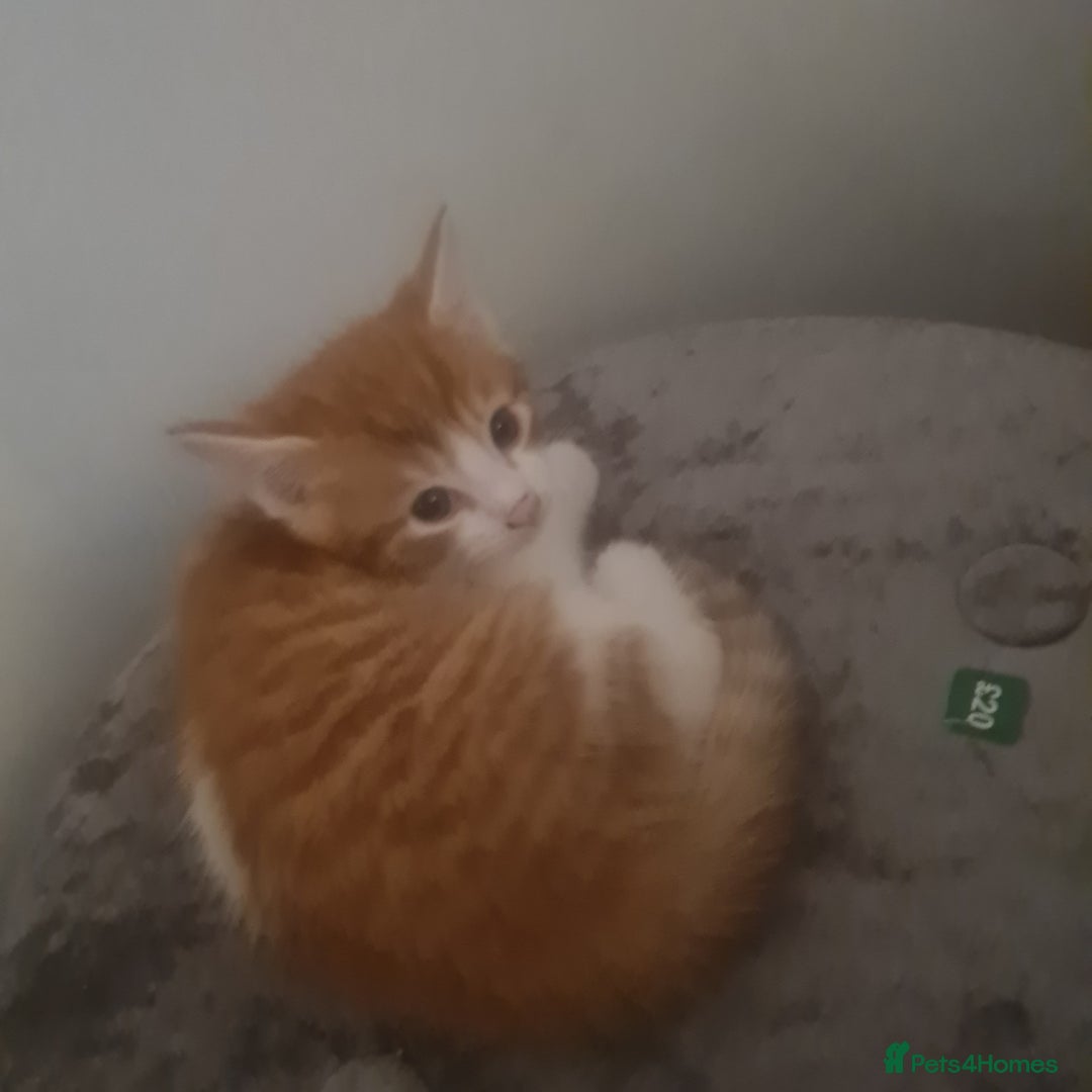 Mixed Breed cats for sale: Beautiful kittens - Advert 2