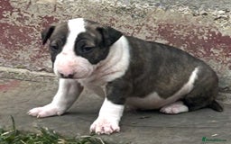 English Bull Terrier dogs for sale: Ready to leave !!! champion bloodlines kc reg - Image 24