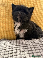 Yorkshire Terrier dogs Yorkshire terrier Black Biewer Ready To Leave ❣️❣️ - Advert 13