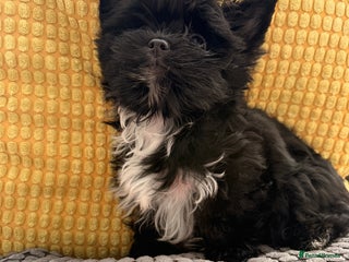 Yorkshire Terrier dogs Yorkshire terrier Black Biewer Ready To Leave ❣️❣️ - Advert 2