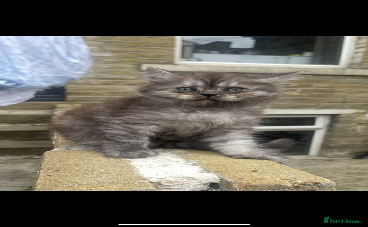 Persian cats - Advert 7