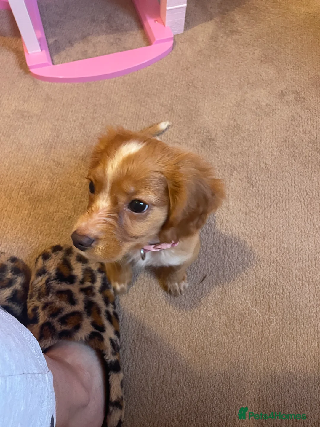 Cocker Spaniel dogs for sale: Cocker spaniel puppy  - Advert 6