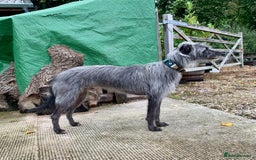 Lurcher dogs for stud: Well proven lurcher available for Stud in Chippenham - Image 2