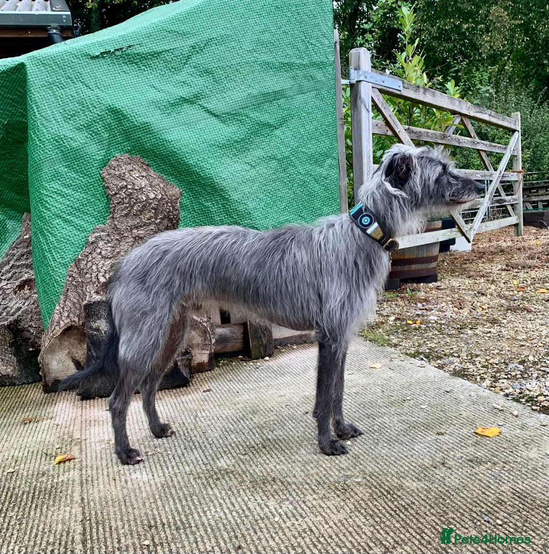 Lurcher dogs for stud: Well proven lurcher available for Stud in Chippenham - Advert 2