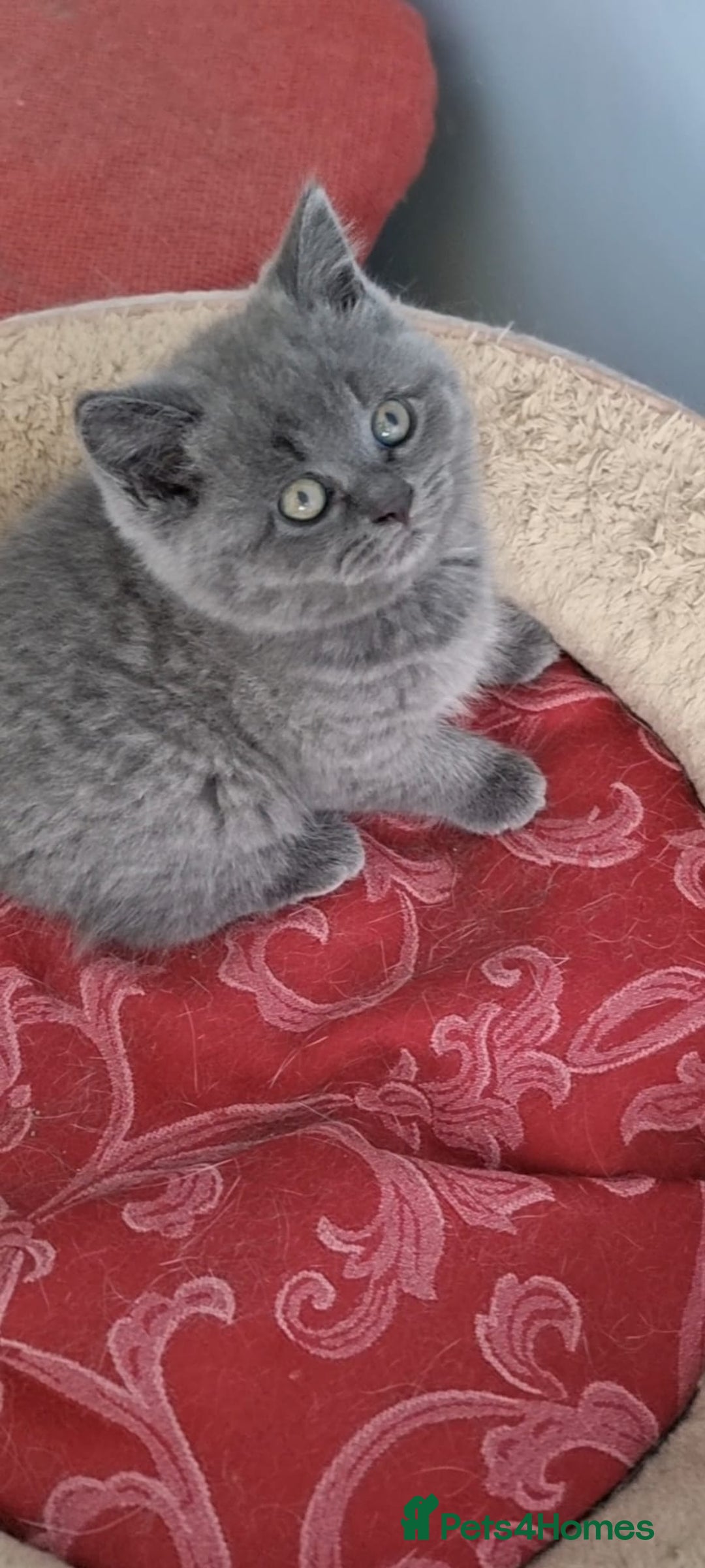 British Shorthair cats for sale: Lilac & Blue BSH Kittens Healthy GCCF Pedigree  - Image 8