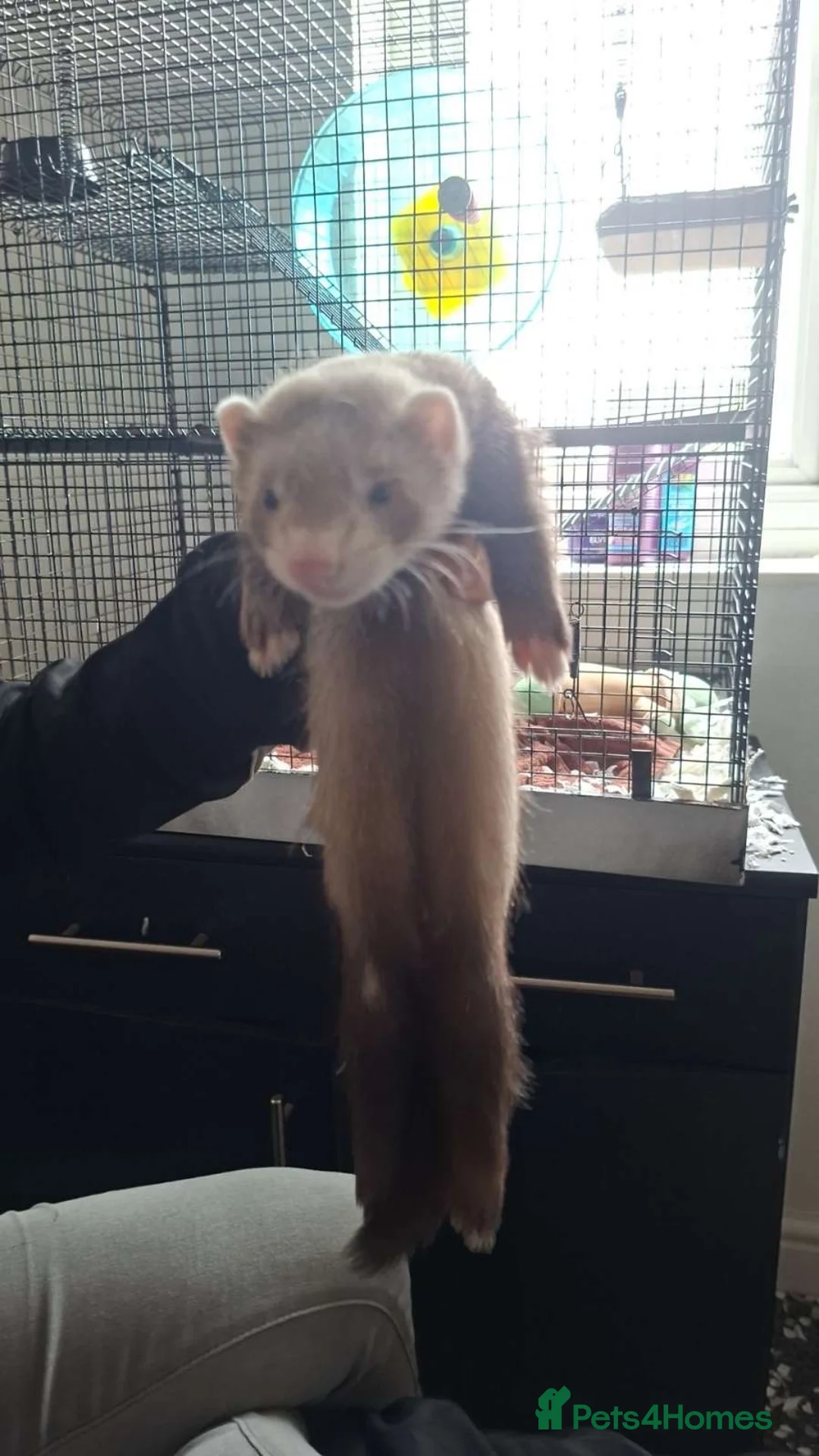 Ferret rodents for sale: 2 hobs  - Advert 1