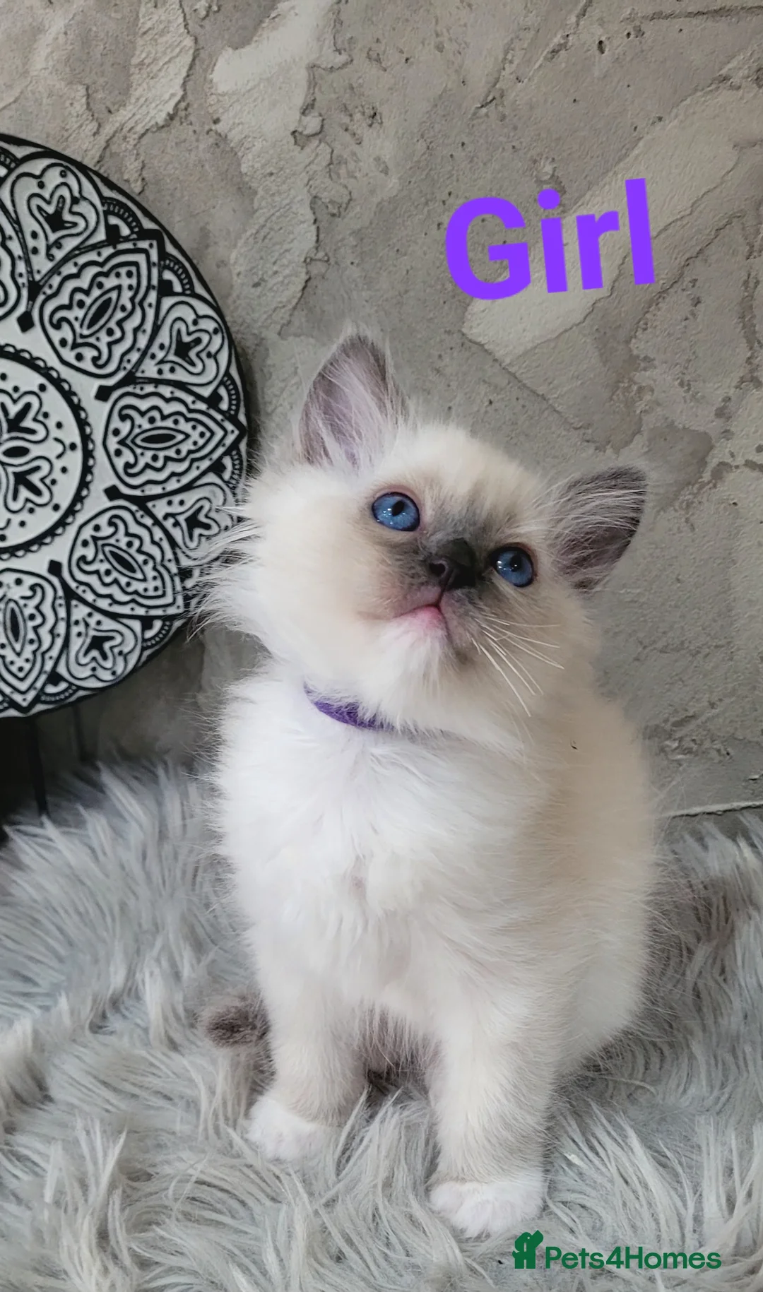 Ragdoll cats for sale: 7 Beautiful Ragdoll Kittens  - Advert 7