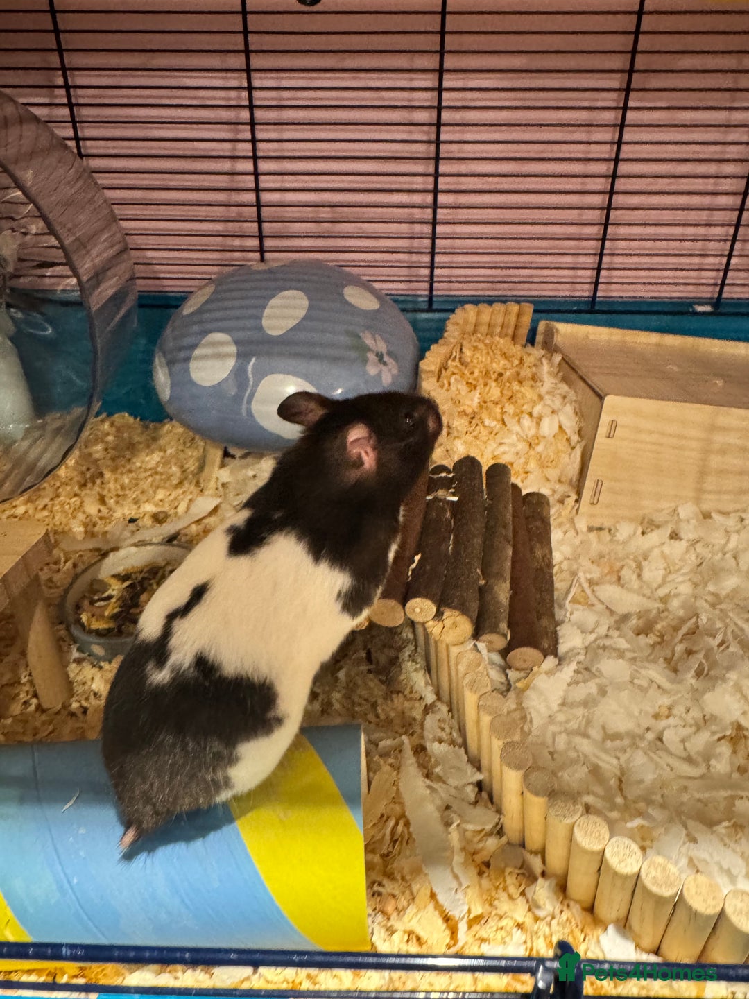 Hamster rodents for sale: Tame older hamsters  - Advert 4