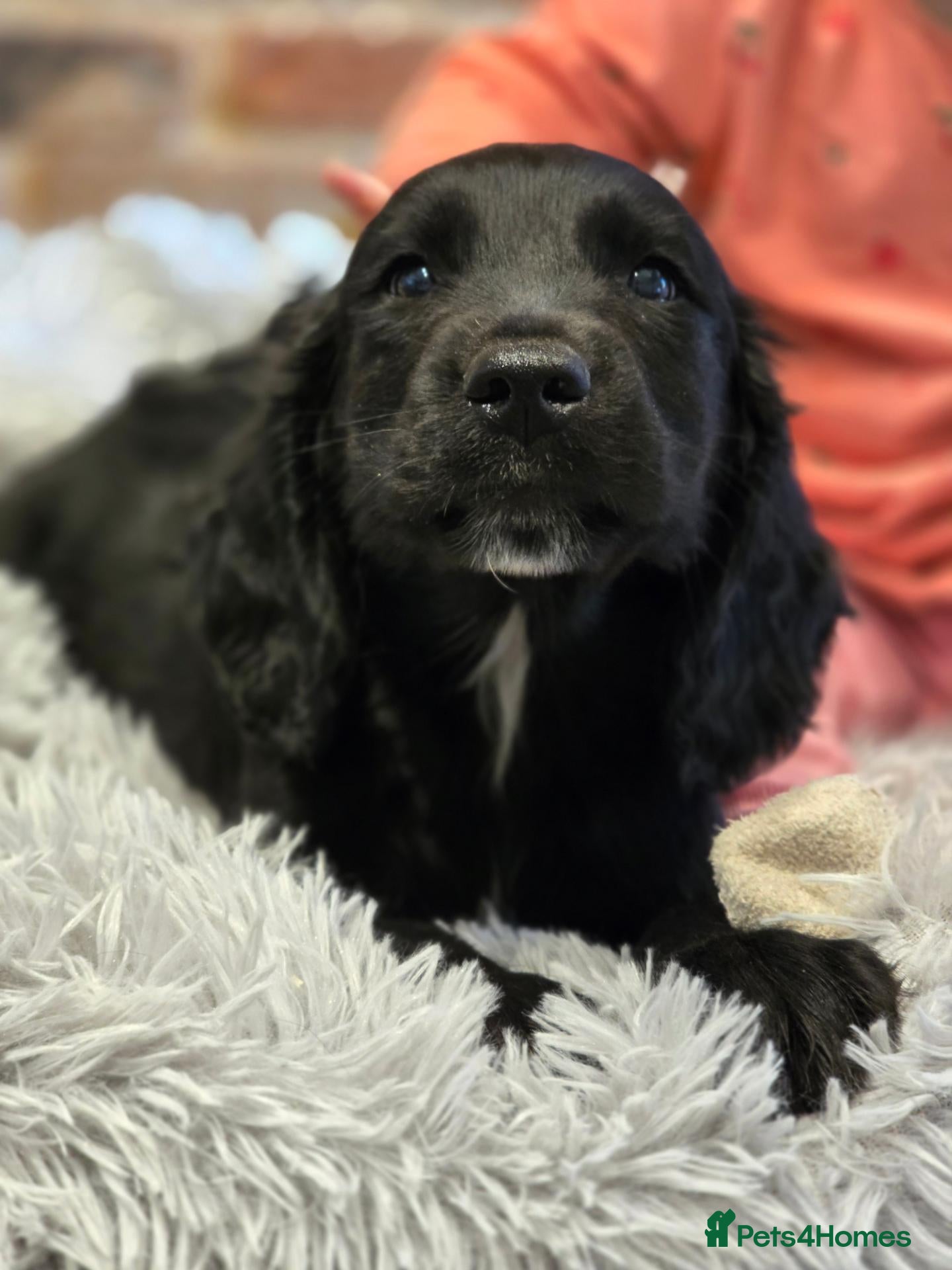 Mixed Breed dogs Spangold puppies  - Advert 20