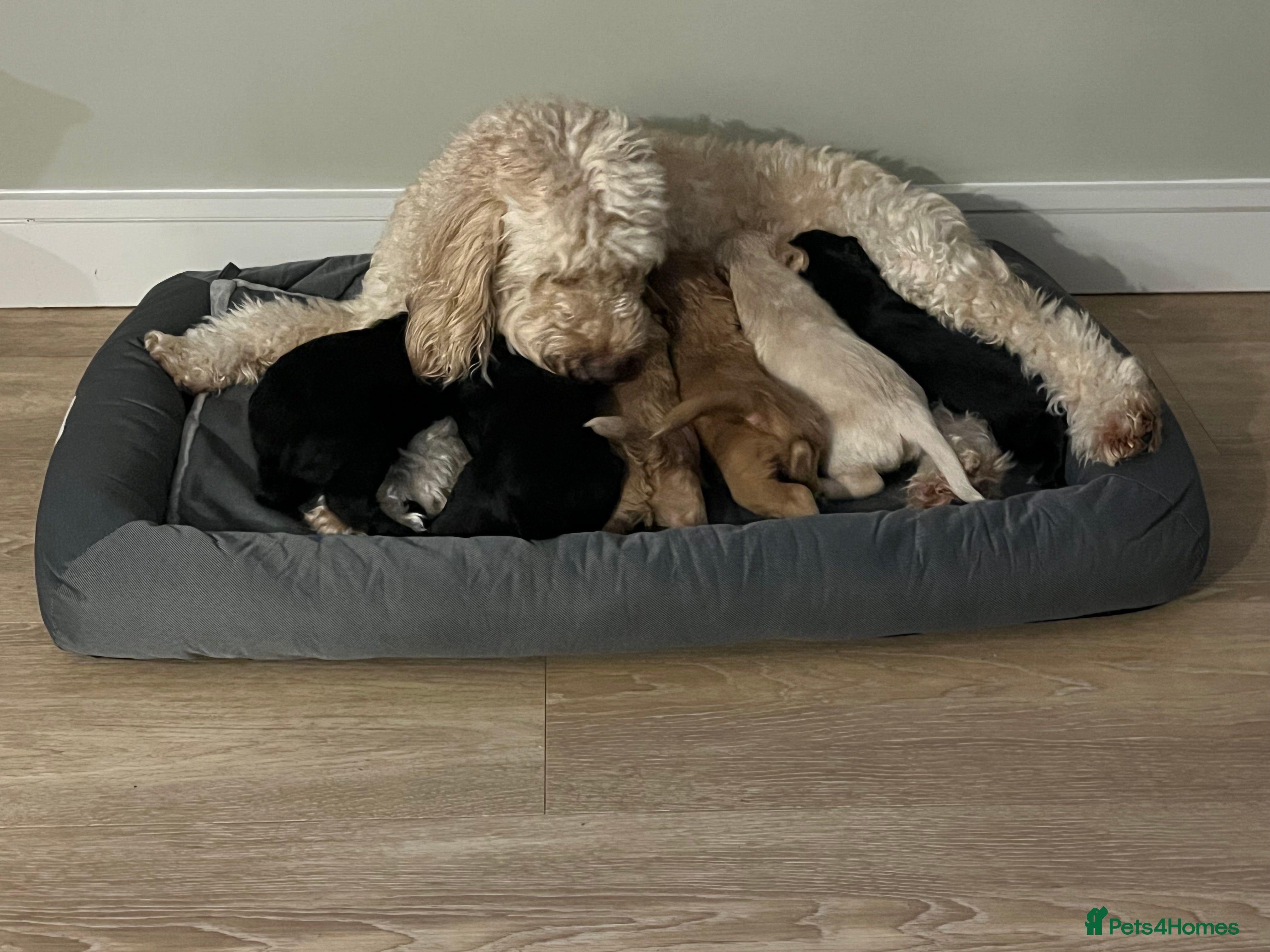 Cockapoo dogs Ready to go, last beautiful F1B Cockapoo girl 🥰 - Advert 3