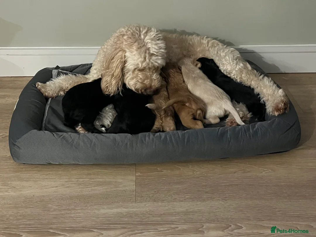 Cockapoo dogs for sale: Last 2 beautiful F1B Cockapoo’s 1 boy and 1 girl❤️ - Advert 2