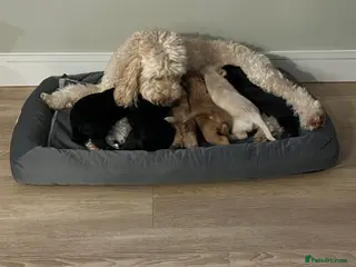 Cockapoo dogs Ready to go, last beautiful F1B Cockapoo girl 🥰 - Advert 3