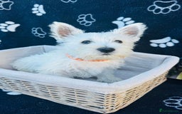 West Highland Terrier dogs for sale: West White Terrier  - Image 9