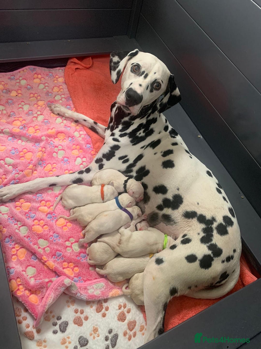 Dalmatian dogs for sale: 8 Gorgeous Dalmatian Puppies - Image 4
