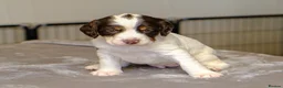 Sprocker dogs for sale: Gorgeous Sprocker Spaniel Puppies - Advert 11