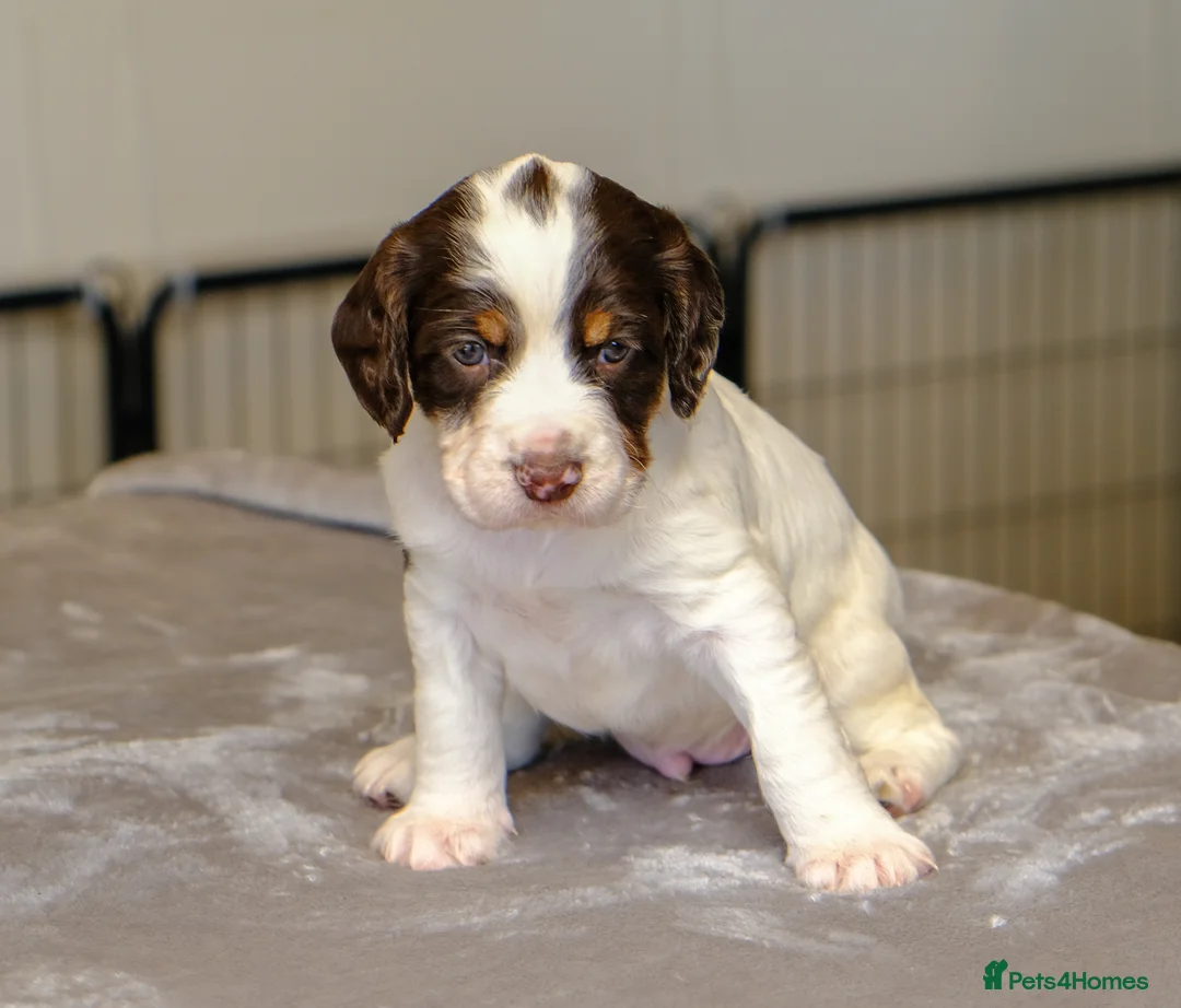 Sprocker dogs for sale: Gorgeous Sprocker Spaniel Puppies - Advert 11