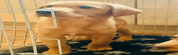 Labrador Retriever dogs for sale: Litter of golden retriever puppies READY TO LEAVE in Bradford - Advert 4