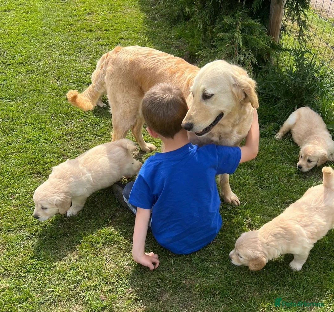 Mini Goldendoodle dogs for sale:   Like owning a miniature fluffy Golden Retriever - Advert 1