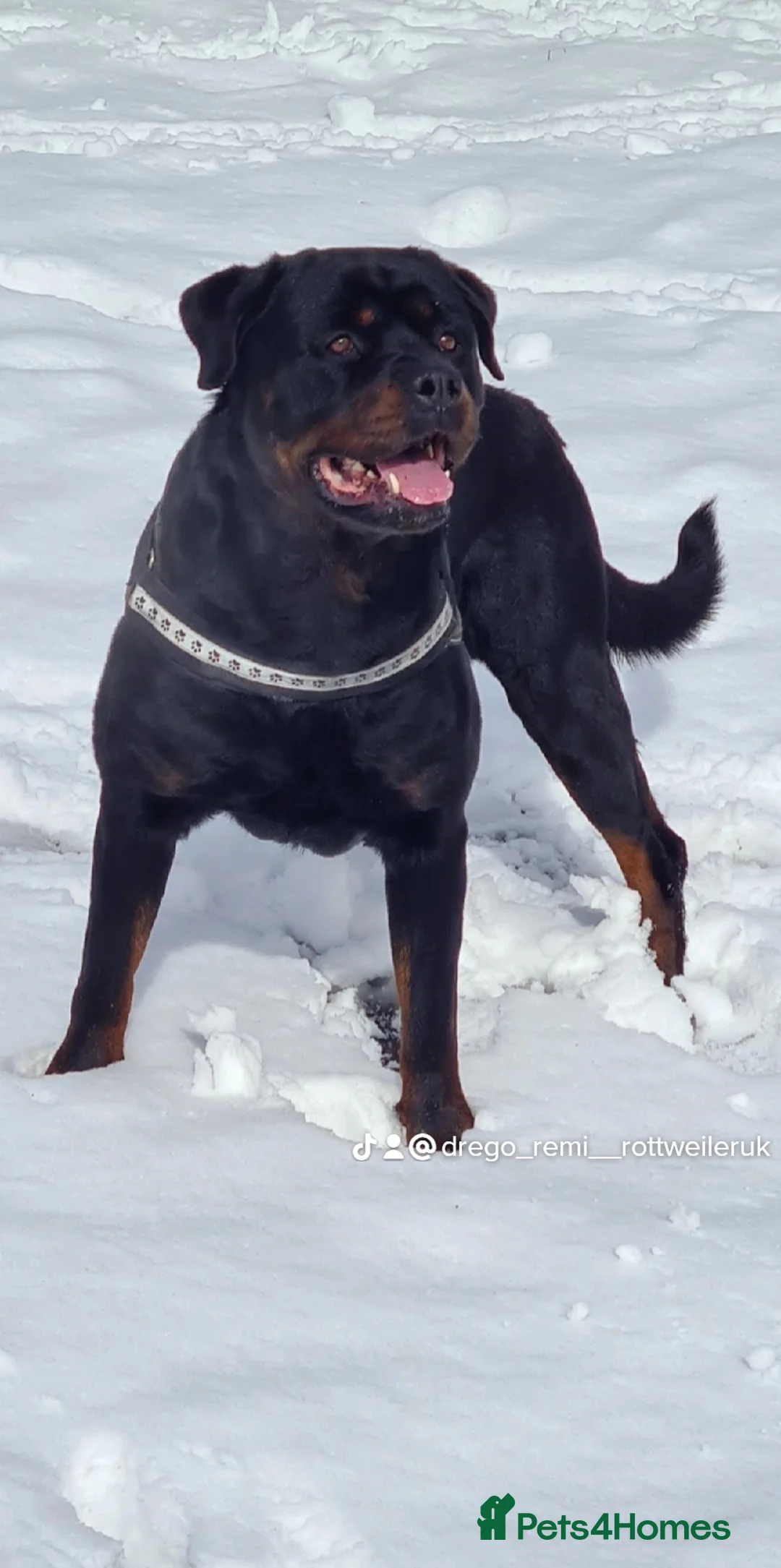 Rottweiler dogs for stud: **PROVEN** STUD ONLY  ROTTWEILER in Mansfield - Advert 9