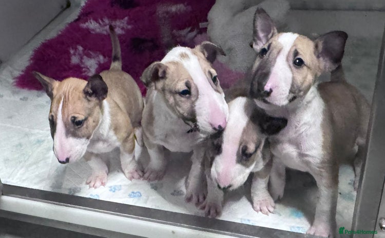 English Bull Terrier dogs - Advert 2