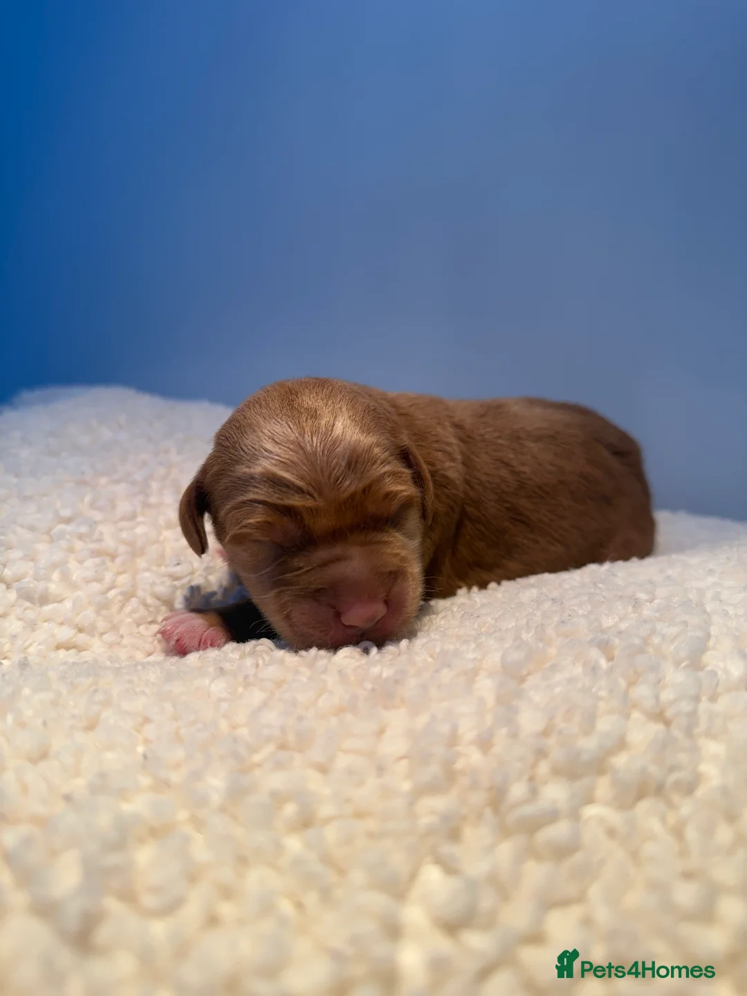 Labradoodle dogs for sale: 🧸Beautiful teddy bear F1 Labradoodles🧸  - Advert 7