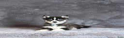 Pomsky dogs for sale: F3 blue eyes perfect husky markings Pomsky puppies - Advert 11