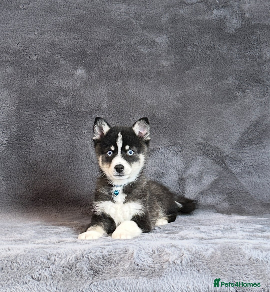 Pomsky dogs for sale: F3 blue eyes perfect husky markings Pomsky puppies - Advert 11