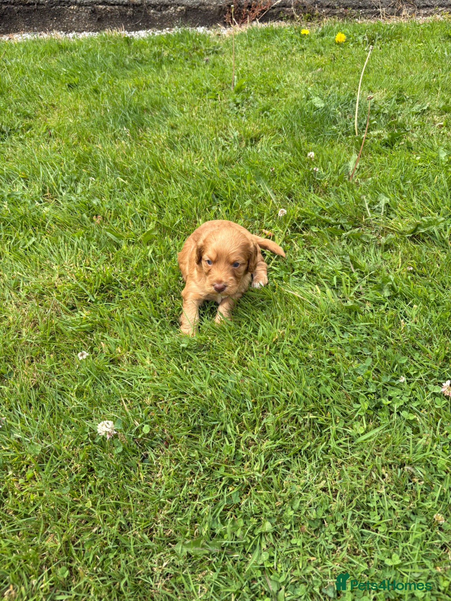 Cockapoo dogs Red cockerpoo Puppies - Advert 2