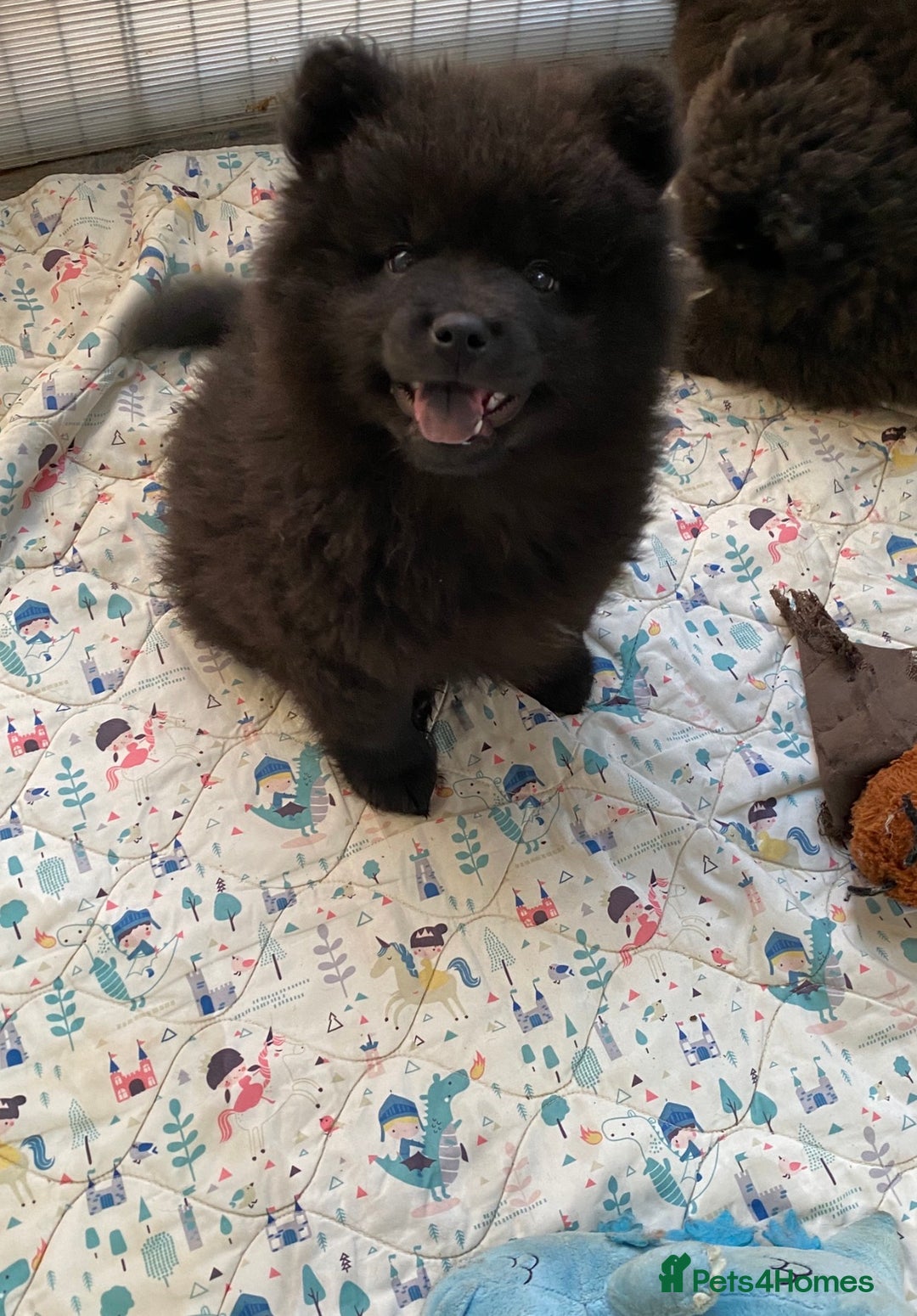 Mixed Breed dogs for sale: For sale 4 unique chowpom Puppies  - Advert 7