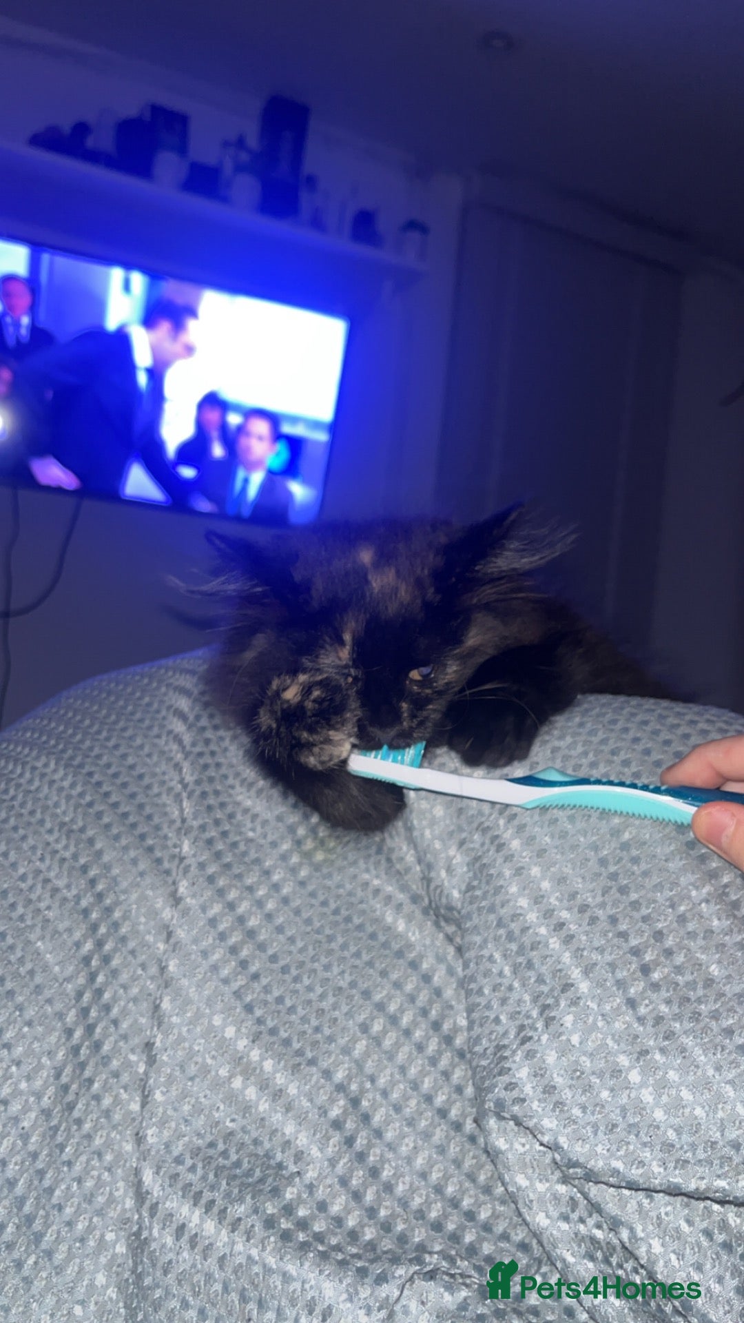 Mixed Breed cats Kitten for sale - Advert 4