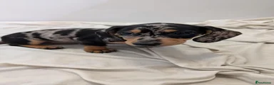 Miniature Dachshund 5