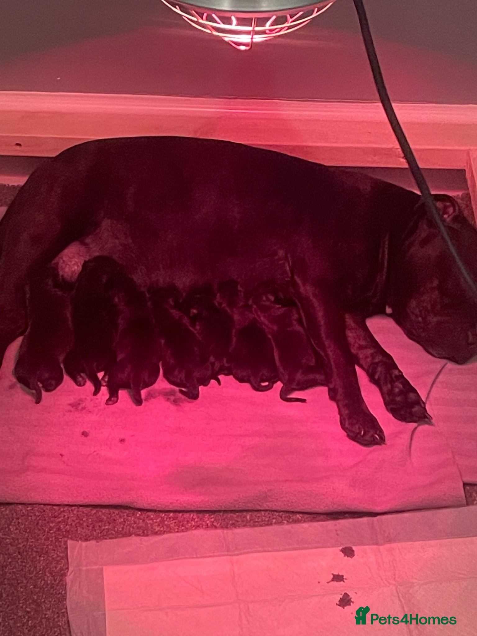 Staffordshire Bull Terrier dogs Staffordshire bull terrier  - Advert 1