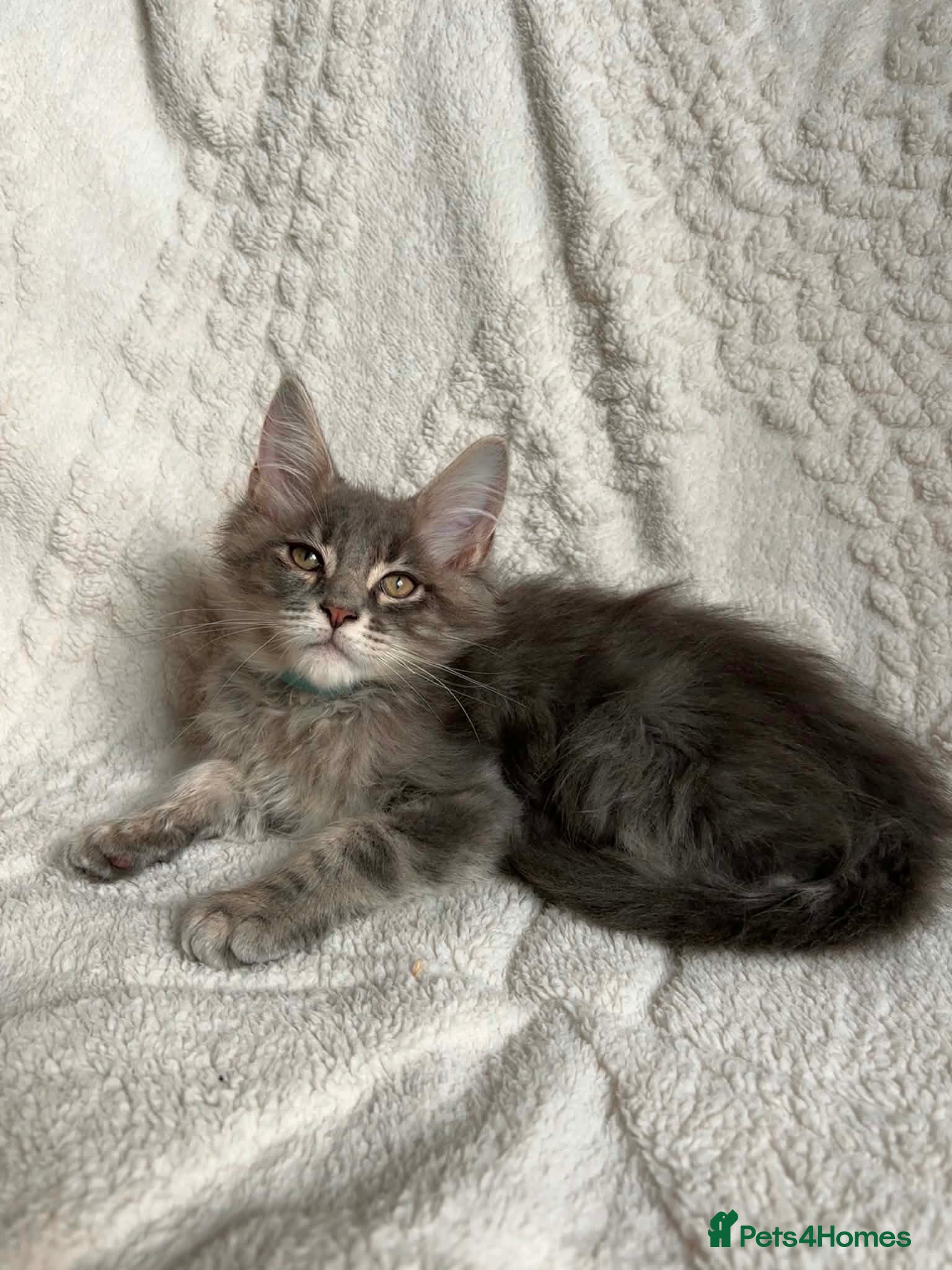 Maine Coon cats ❤️ Stunning Blue Silver Tabby Maine Coon Boy ❤️ - Advert 15