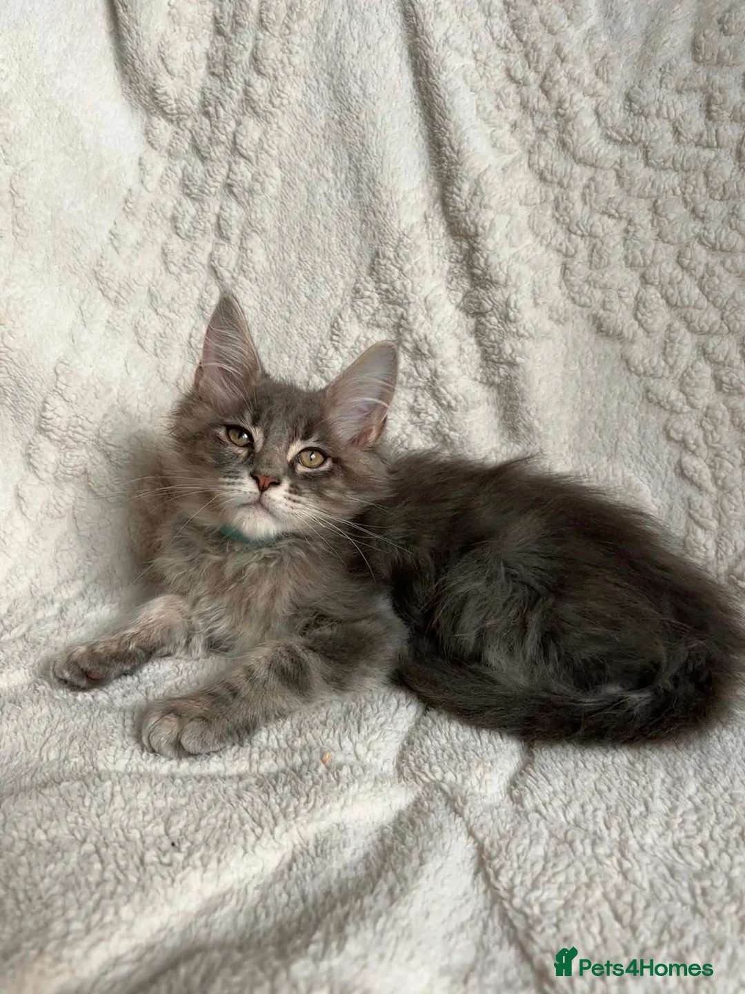 Maine Coon cats for sale: ❤️ Stunning Blue Silver Tabby Maine Coon Boy ❤️ - Advert 10