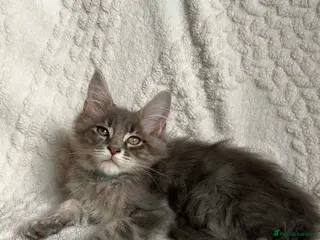 Maine Coon cats ❤️ Stunning Blue Silver Tabby Maine Coon Boy ❤️ - Advert 15