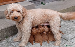 Labradoodle dogs for sale: F3b Miniature labradoodle 1 boy remaining 💚 - Image 5