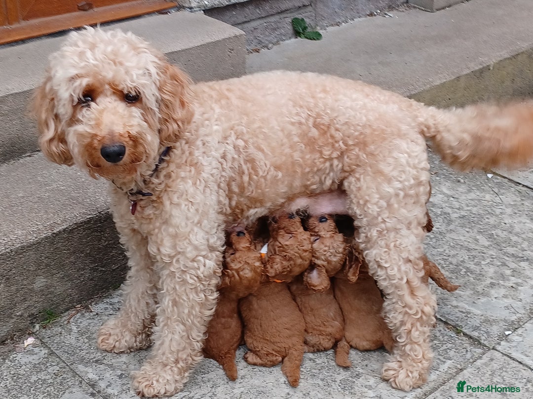 Labradoodle dogs for sale: F3b Miniature labradoodle 1 boy remaining 💚 - Image 5