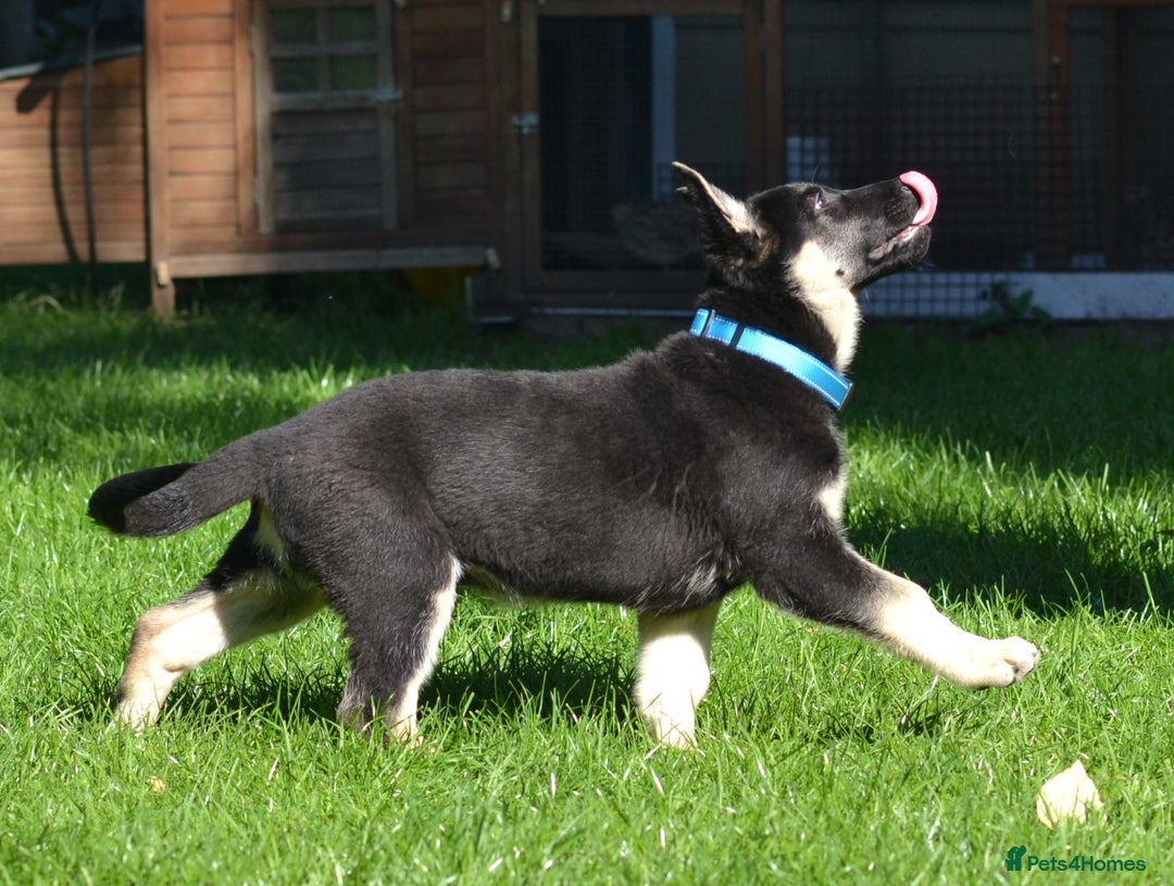 German Shepherd dogs for sale: ⚡RARE EAST EUROPEAN SHEPHERD PUPPIES AVAILABLE⚡ - Image 5