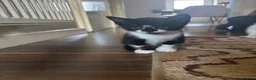 Mixed Breed cats for sale: 2 male Tuxedo kittens in Salford - Advert 5