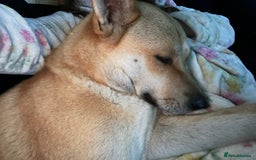 Akita dogs for sale: 3 year old female Akita  - Image 6