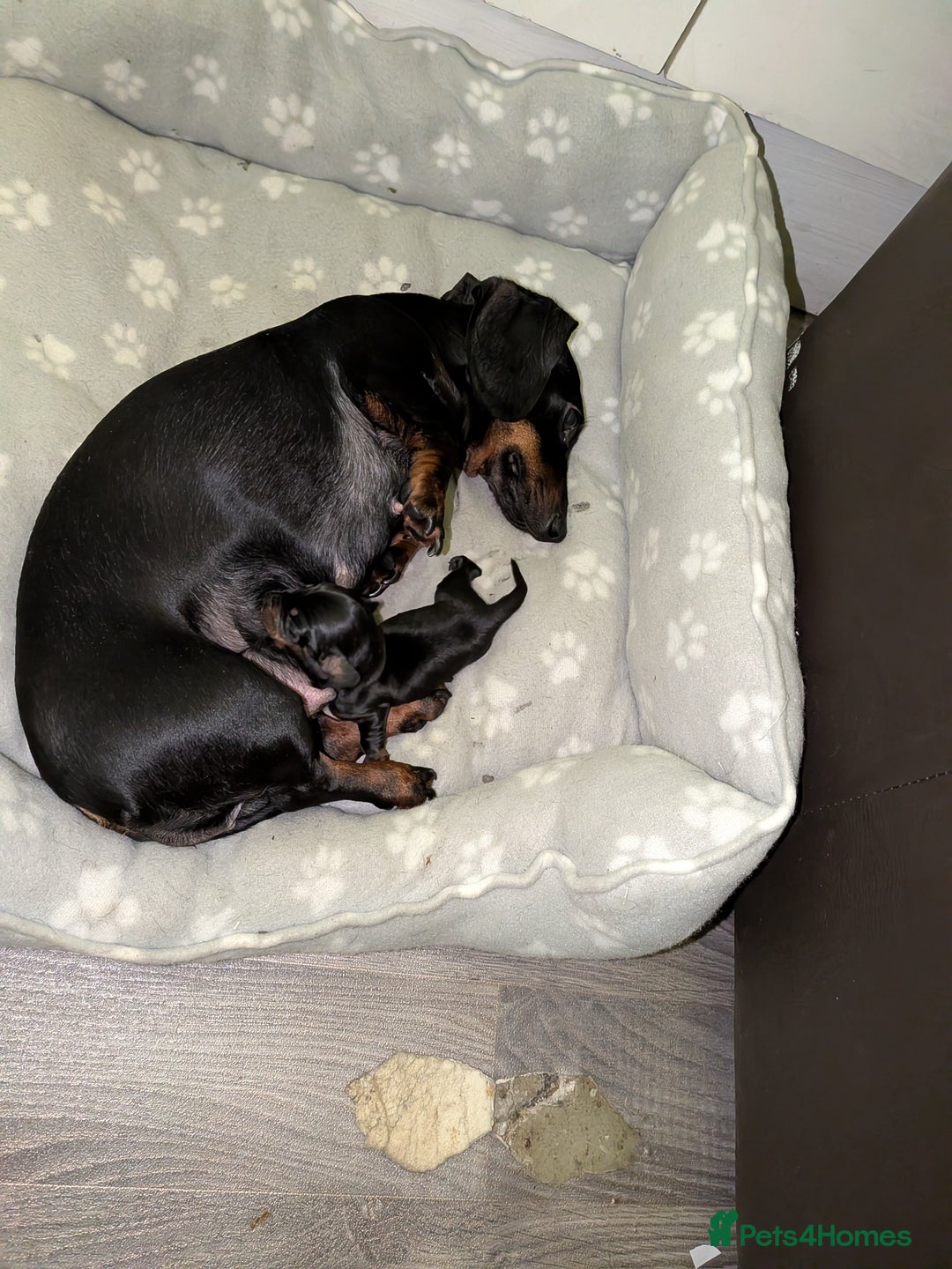 Dachshund dogs for sale: Burnley - Advert 5