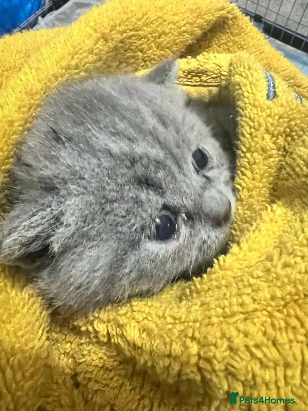 British Shorthair cats for sale: 3 British short hair kittens - Advert 3