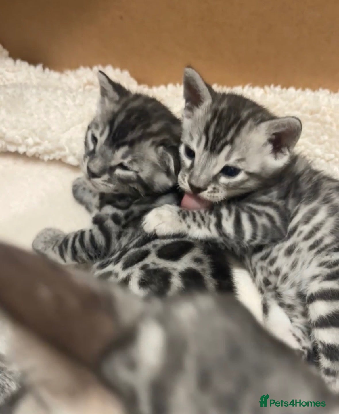 Bengal cats 🌟Pedigree bengal kittens 🌟 - Advert 2