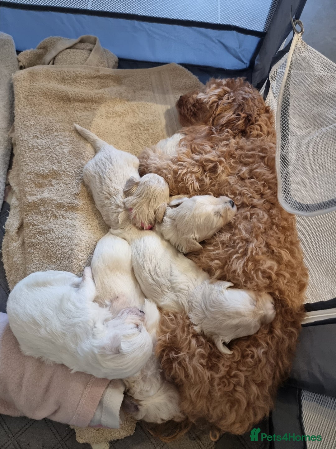 Maltipoo dogs for sale: Beautiful Maltipoo Puppies - Advert 17