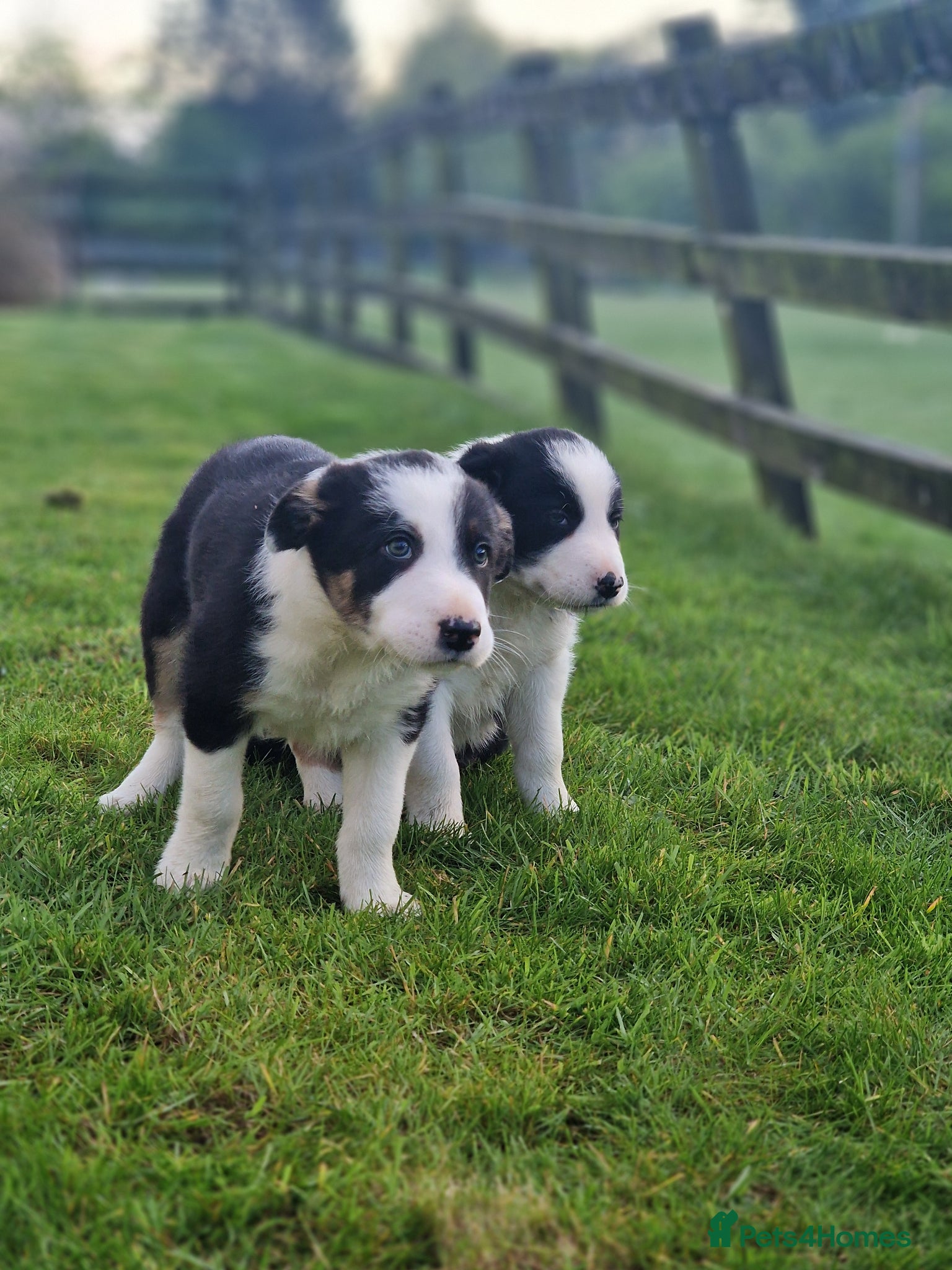 Border Collie dogs Stunning Border Collie Puppies - Advert 1