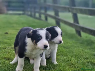 Border Collie dogs Stunning Border Collie Puppies - Advert 1